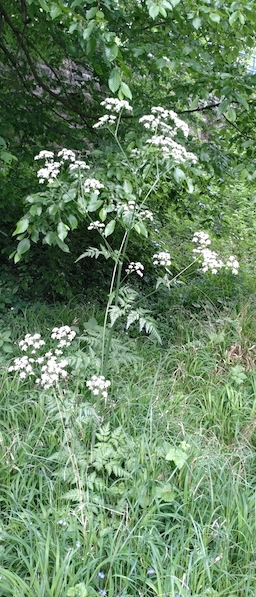 fleurs devant chez moi